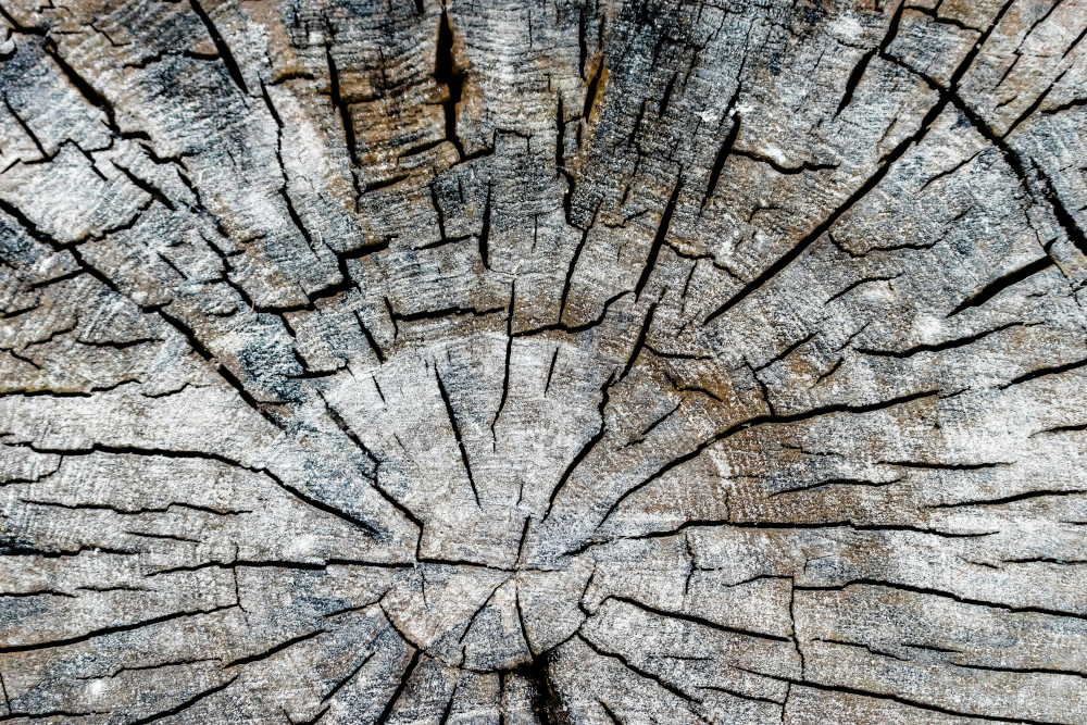 close up of stump