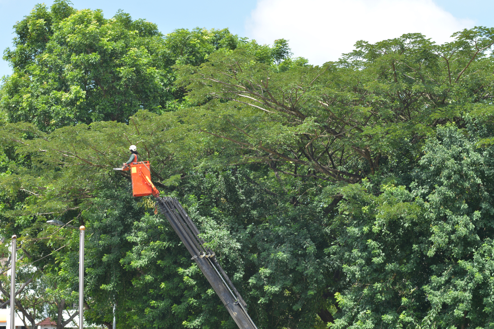 Specialist in lift pruning tree canopy