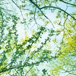 Trees and Energy Efficiency: How Strategic Planting Can Lower Utility Bills