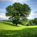 Top 5 Signs Your Tree Needs Immediate Attention