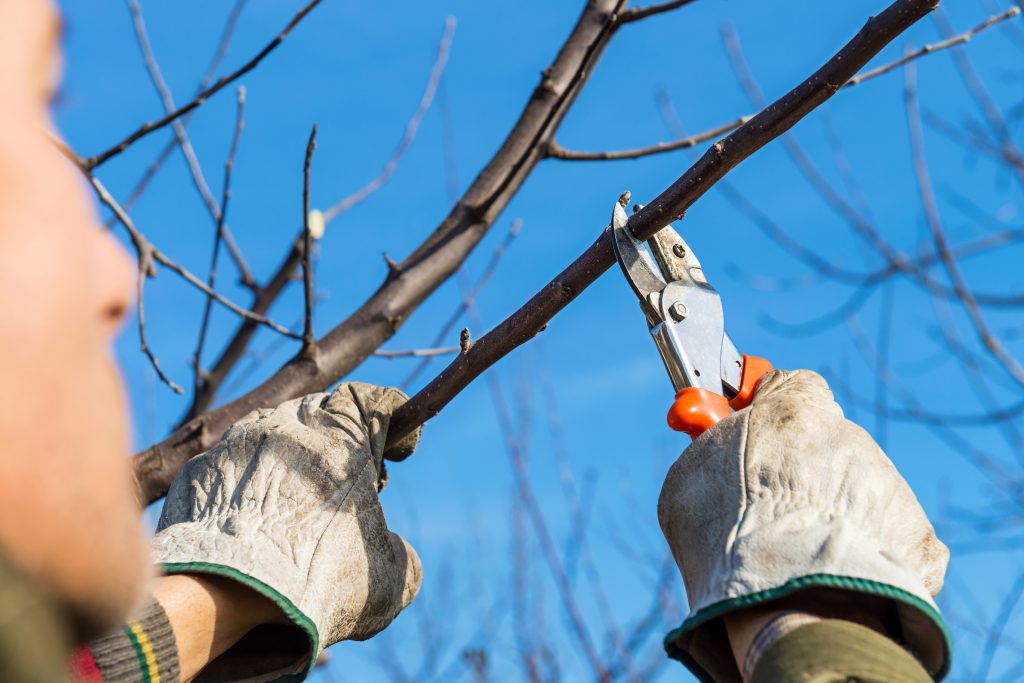 DIY vs. Professional Tree Care: When to Call in the Experts