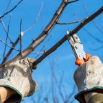 DIY vs. Professional Tree Care: When to Call in the Experts