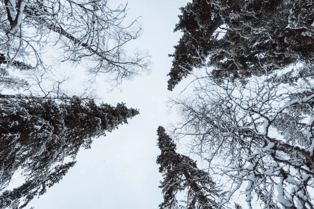 The Ultimate Guide to Preparing Your Trees for Winter